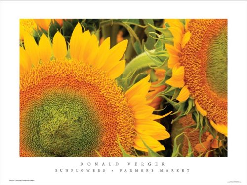 Sunflower_poster